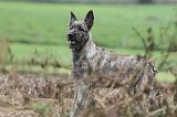 BOUVIER DES ARDENNES 146